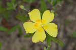 Georgia frostweed